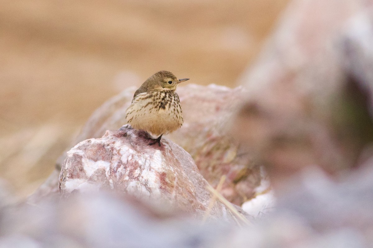 American Pipit - ML615190180