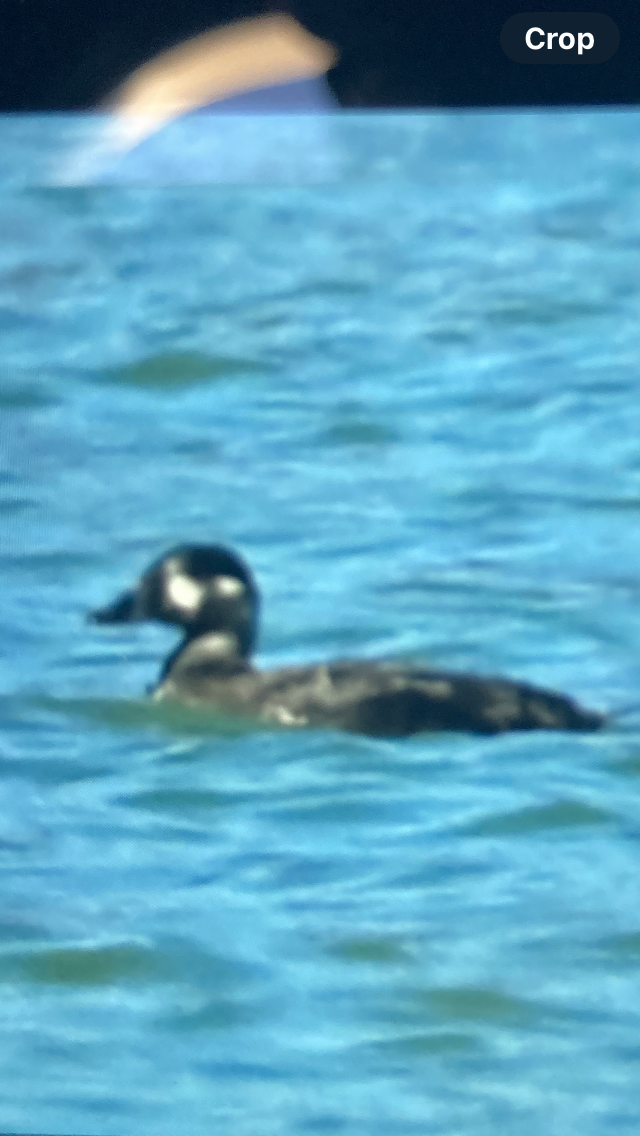 Surf Scoter - ML615190187
