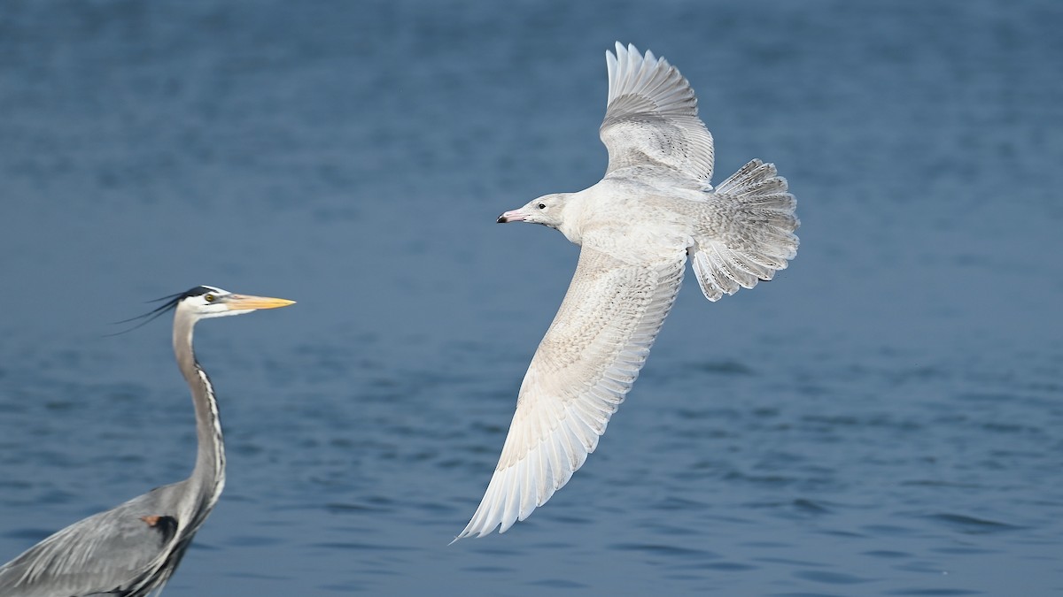 Glaucous Gull - ML615190212