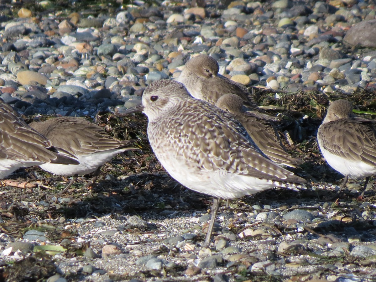 Black-bellied Plover - ML615190319