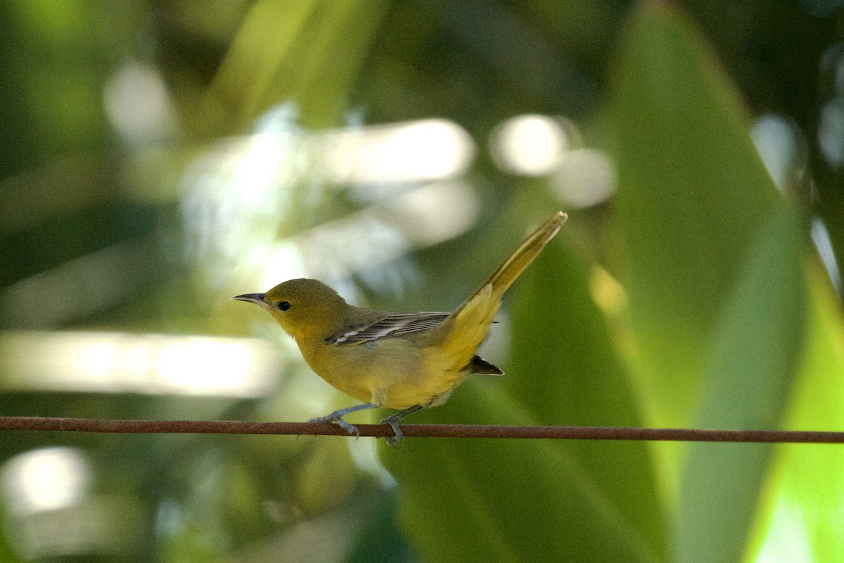 Hooded Oriole - Jennie Leonard