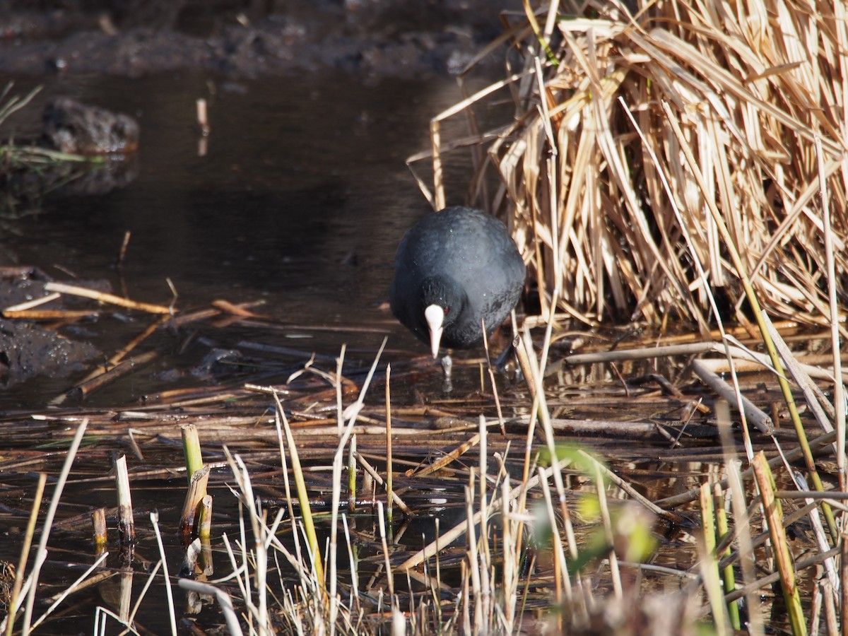 Eurasian Coot - ML615190349