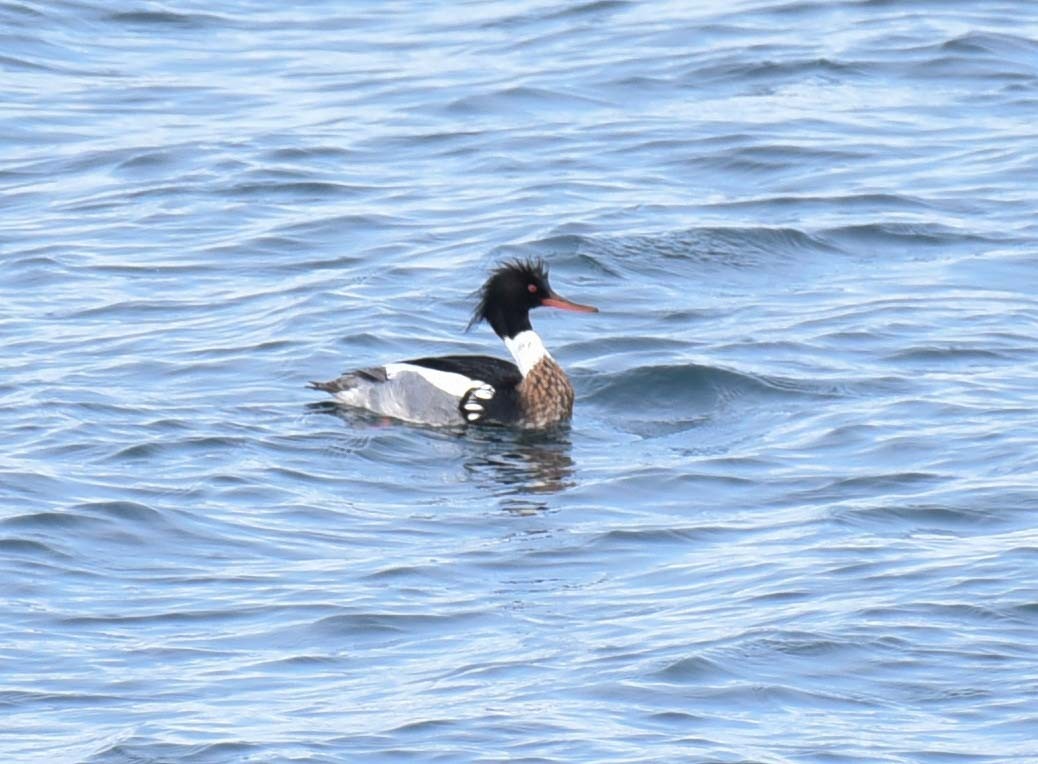 Red-breasted Merganser - ML615190378