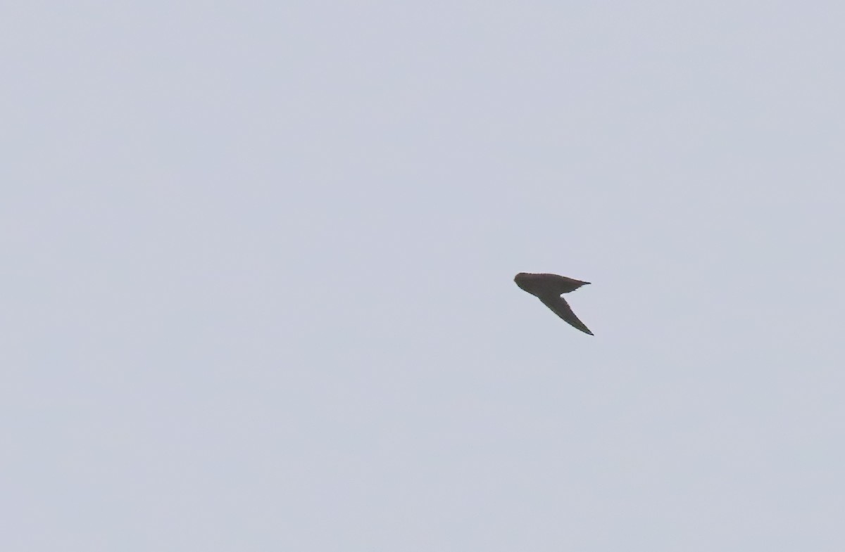 Chestnut-collared Swift - ML615190391