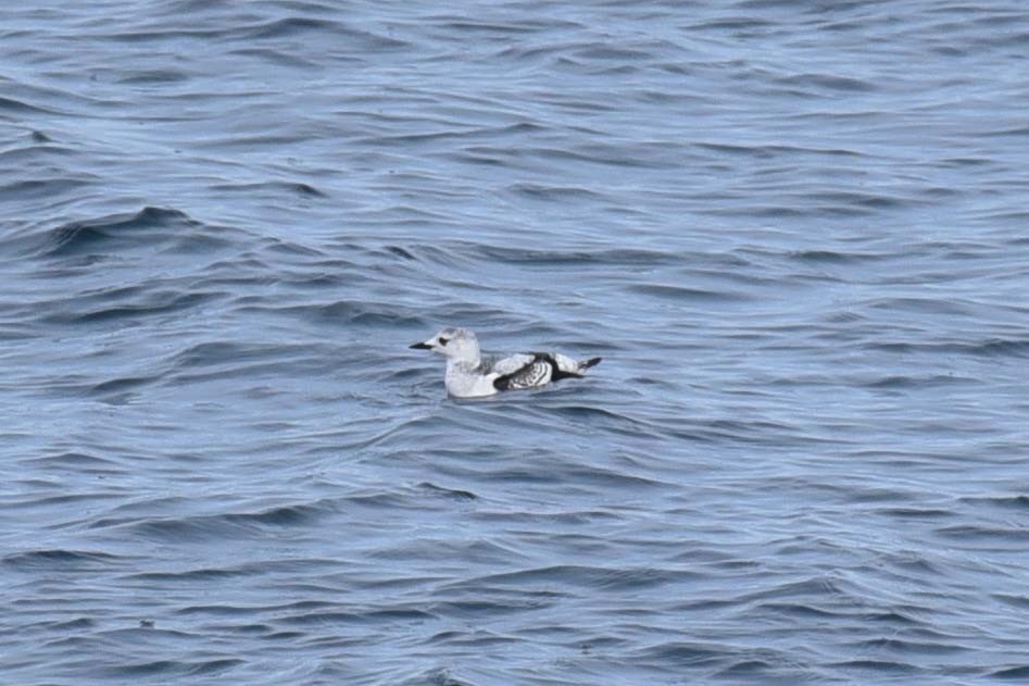 Black Guillemot - Kathy Marche