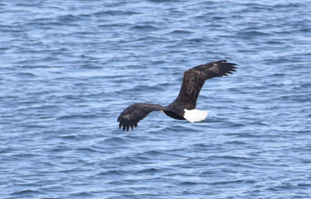 Bald Eagle - ML615190412