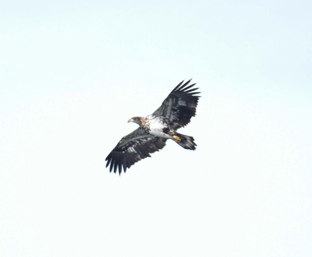 Bald Eagle - Kathy Marche