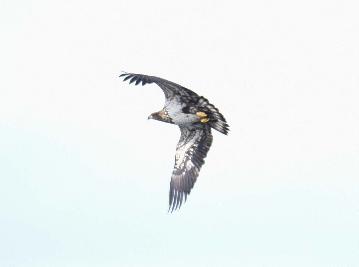 Bald Eagle - Kathy Marche