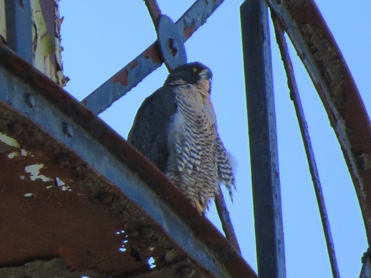 Peregrine Falcon - ML615190450