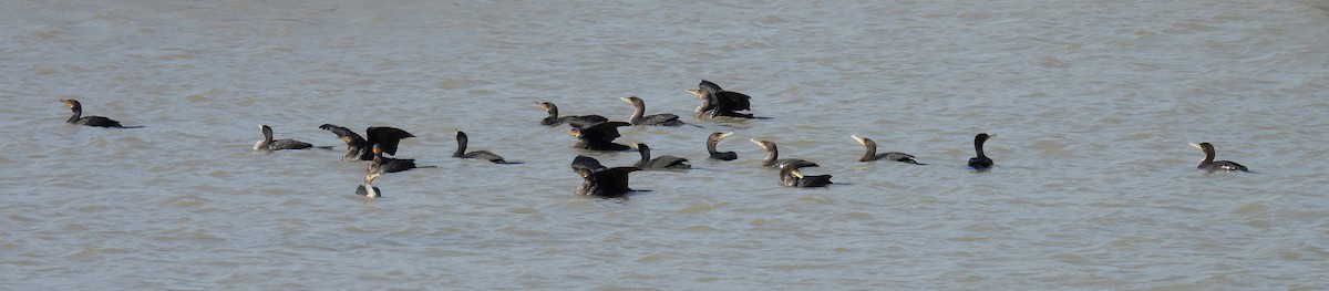 Double-crested Cormorant - ML615190461