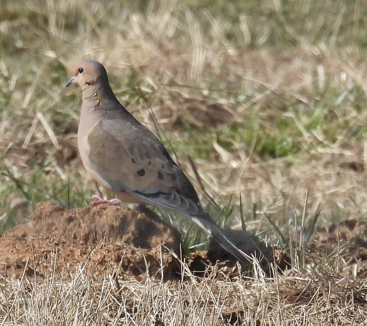 Mourning Dove - ML615190505