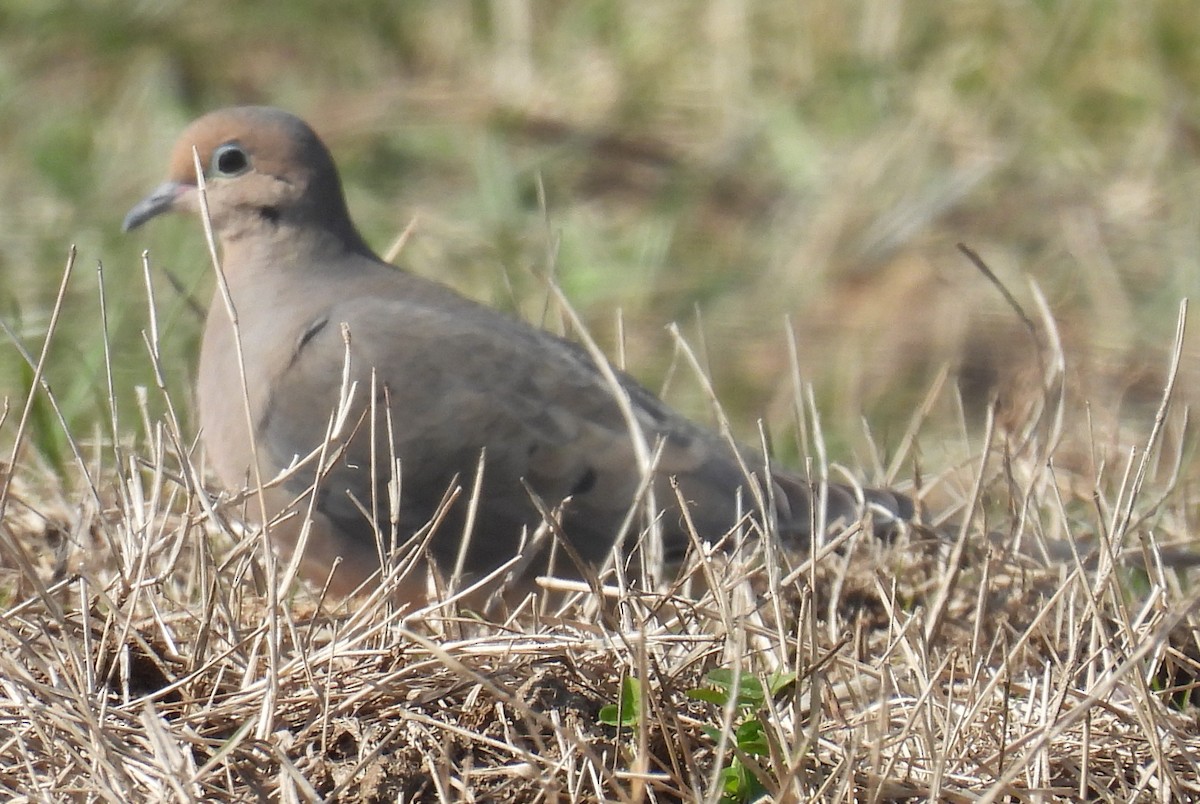 Mourning Dove - ML615190506