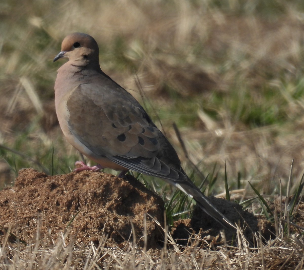 Mourning Dove - ML615190507