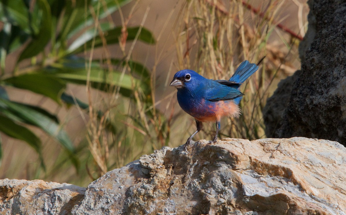 Rose-bellied Bunting - ML615190510