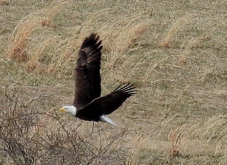 Bald Eagle - ML615190525