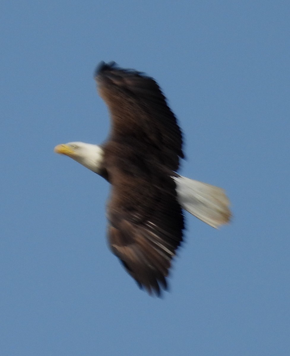 Bald Eagle - ML615190526