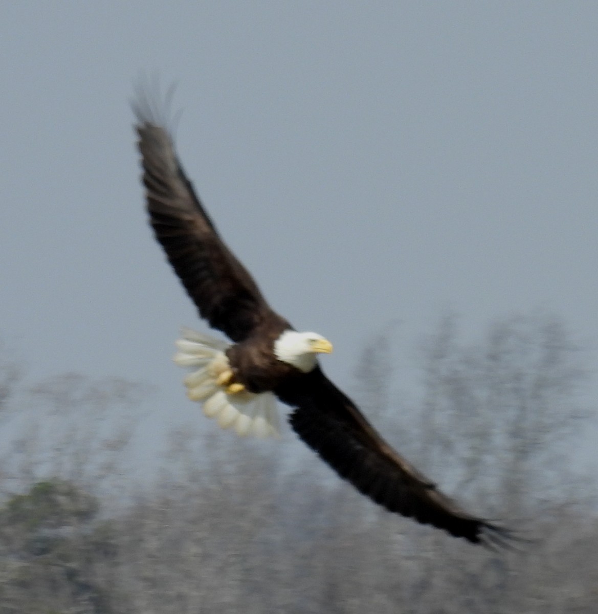 Bald Eagle - ML615190527