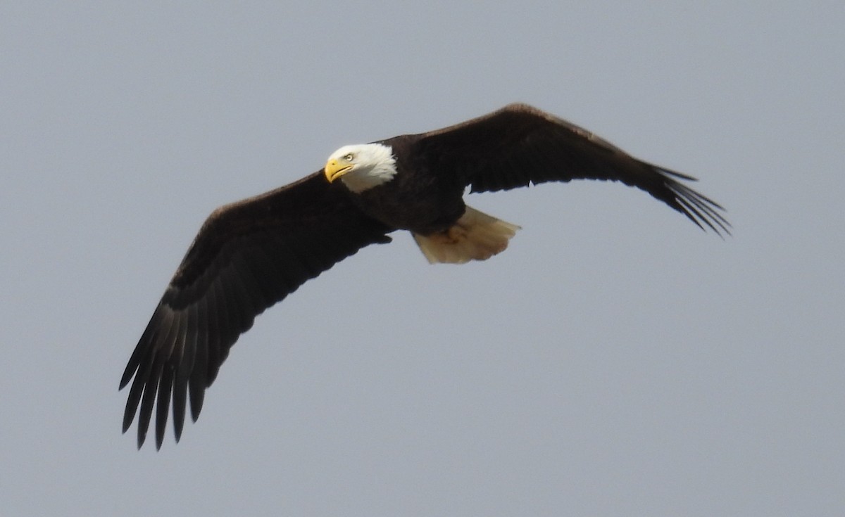Bald Eagle - ML615190528