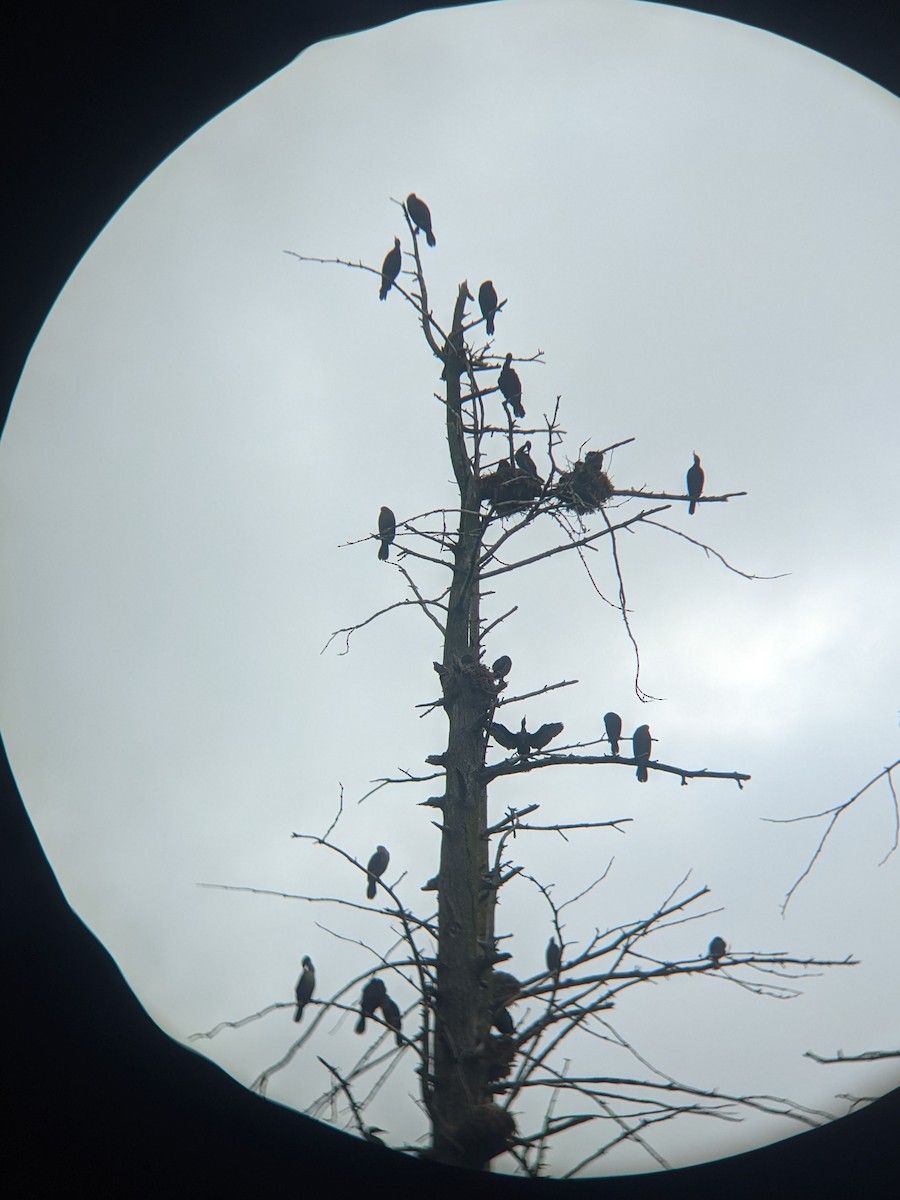 Double-crested Cormorant - ML615190564