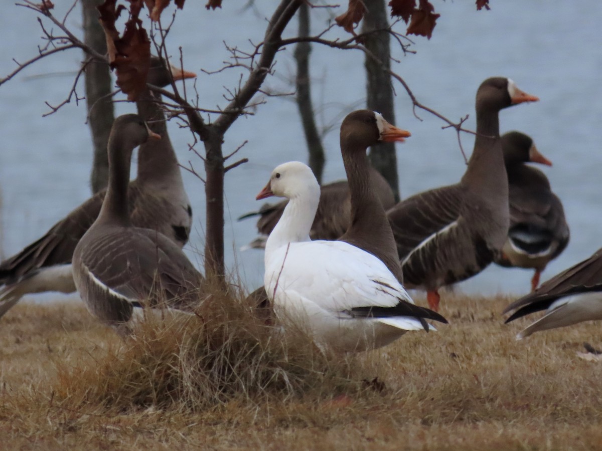 Ross's Goose - ML615190572