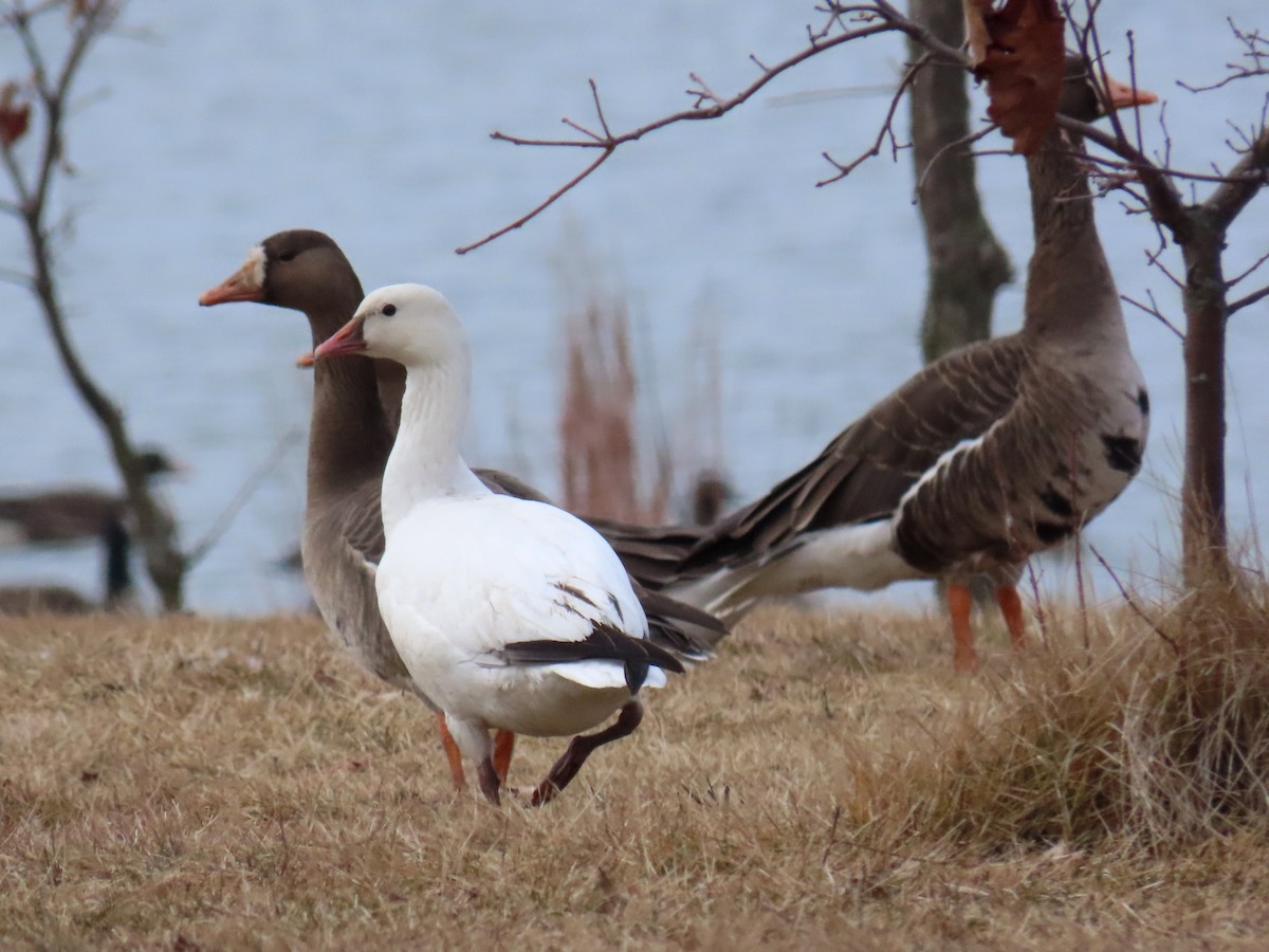 Ross's Goose - ML615190573