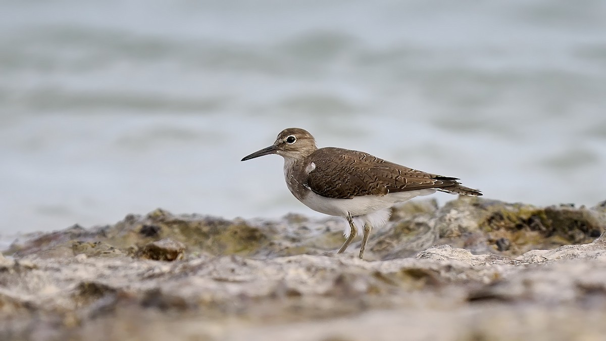 Common Sandpiper - Robert Berry