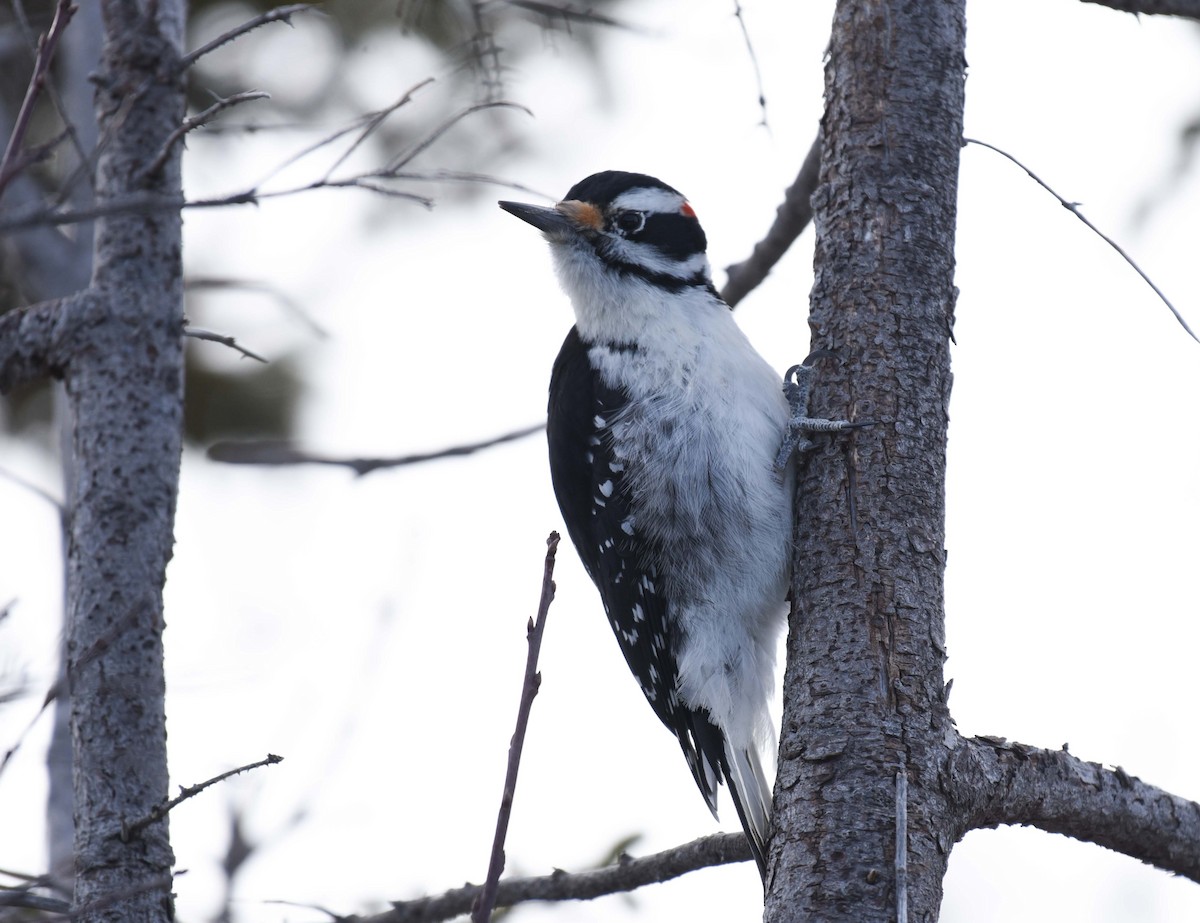 Hairy Woodpecker - Kathy Marche