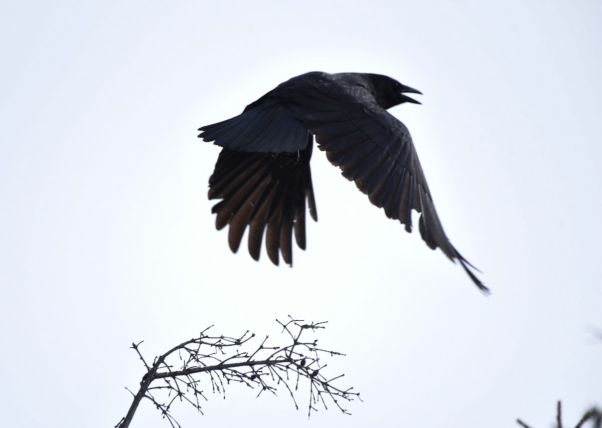 American Crow - Kathy Marche