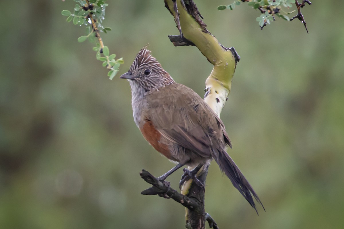 Crested Gallito - ML615190612