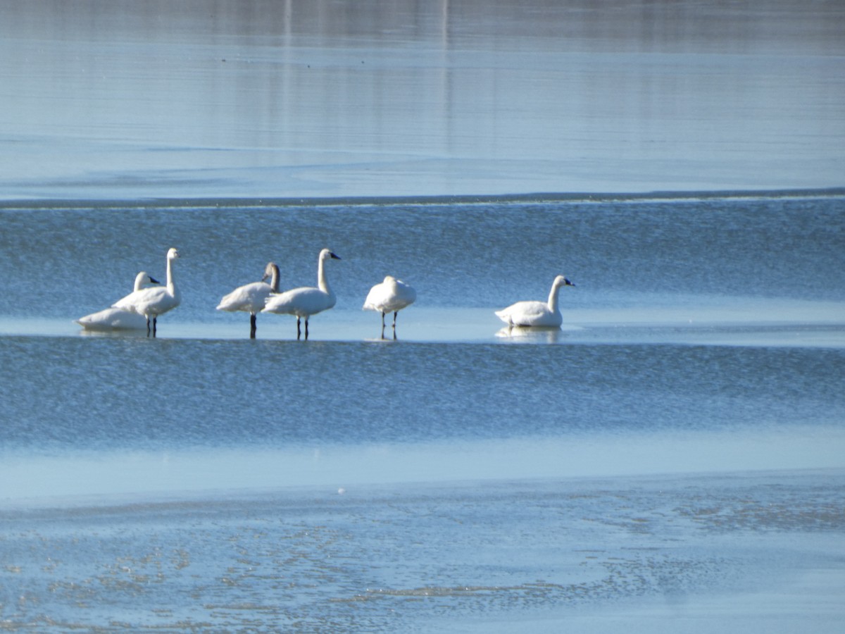 Trumpeter Swan - ML615190648