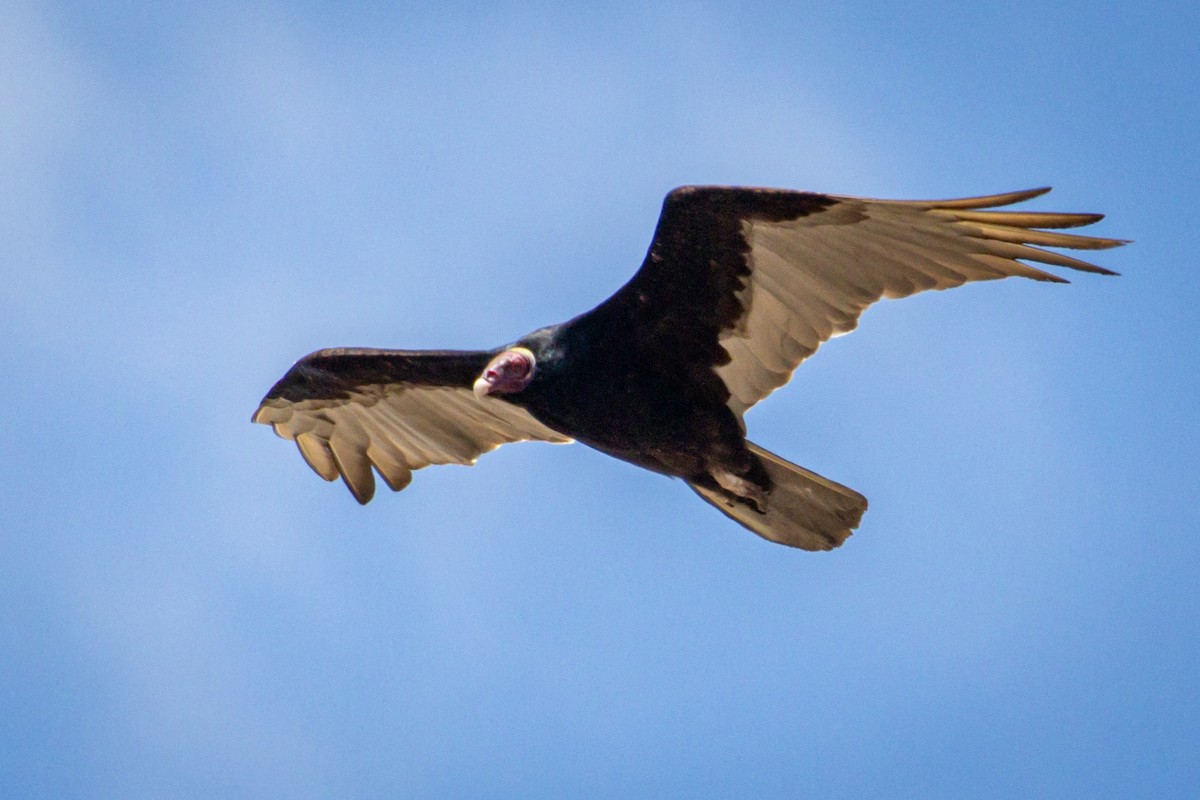 Turkey Vulture - Michael Warner