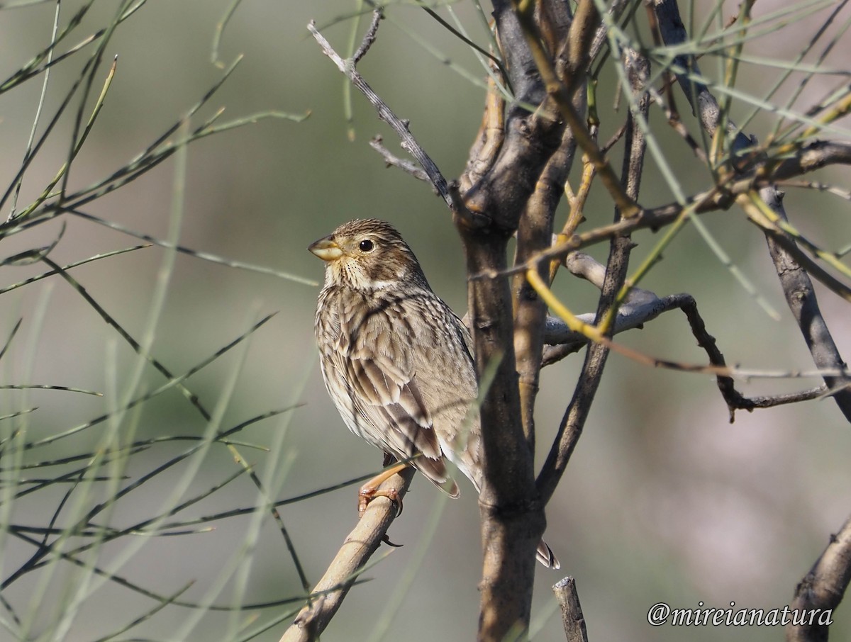 Corn Bunting - ML615190713