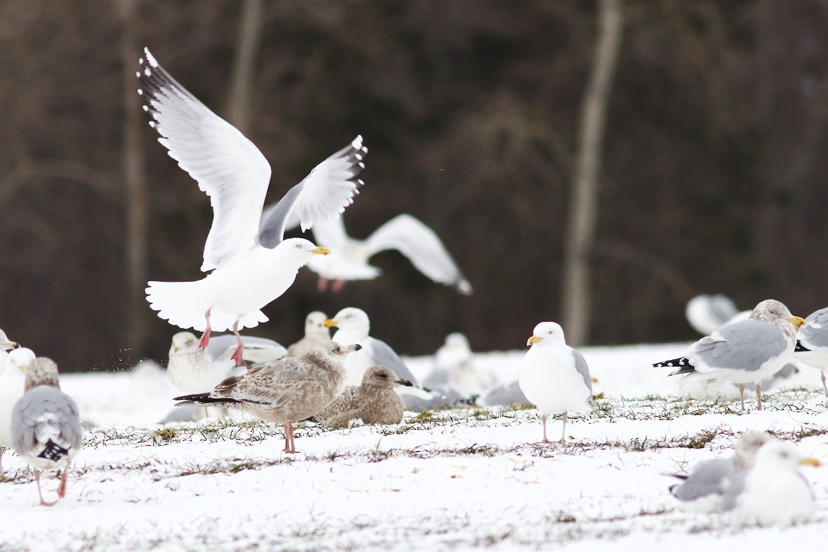 Herring Gull - ML615190732