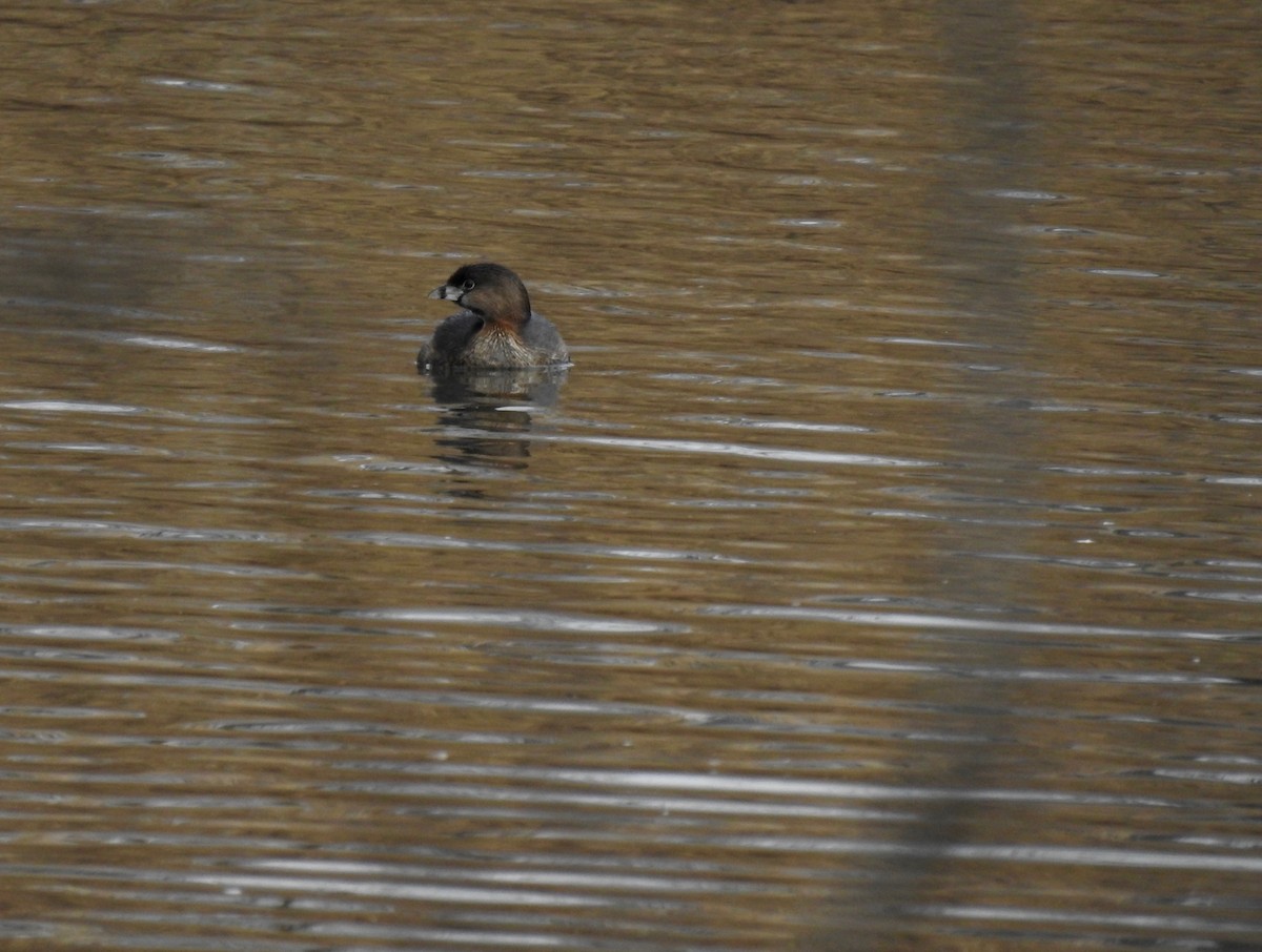 Pied-billed Grebe - ML615190741