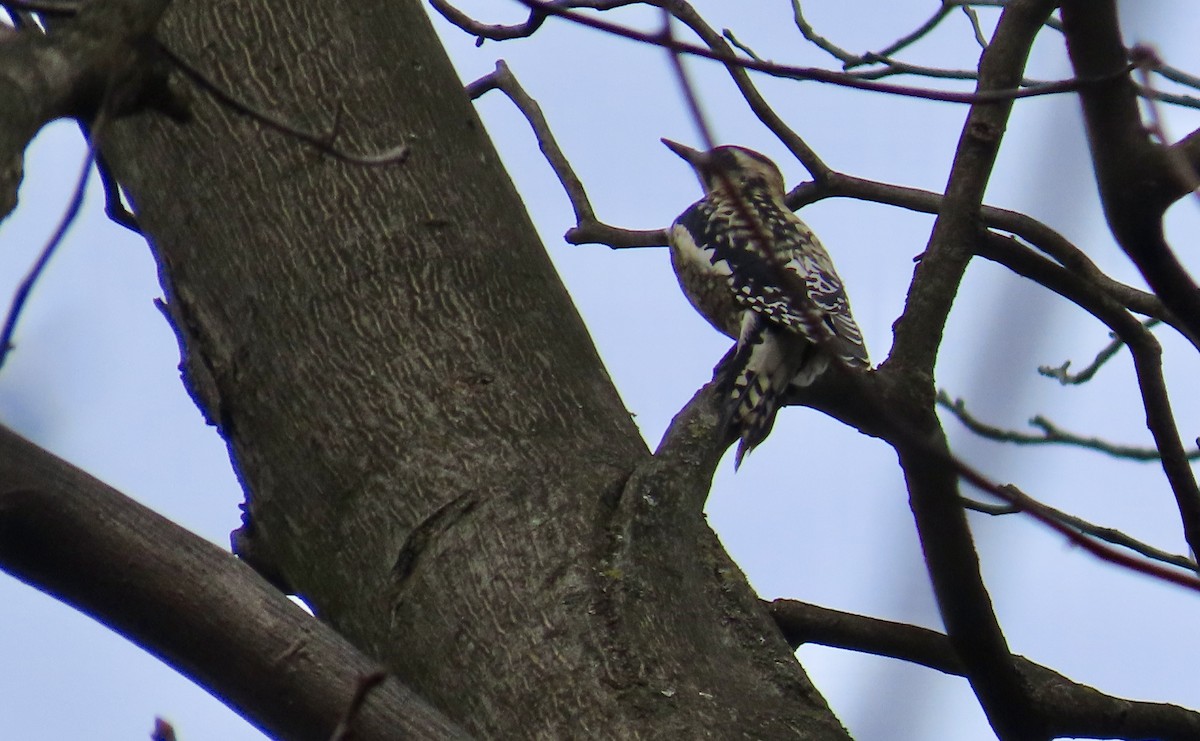 Yellow-bellied Sapsucker - ML615190744