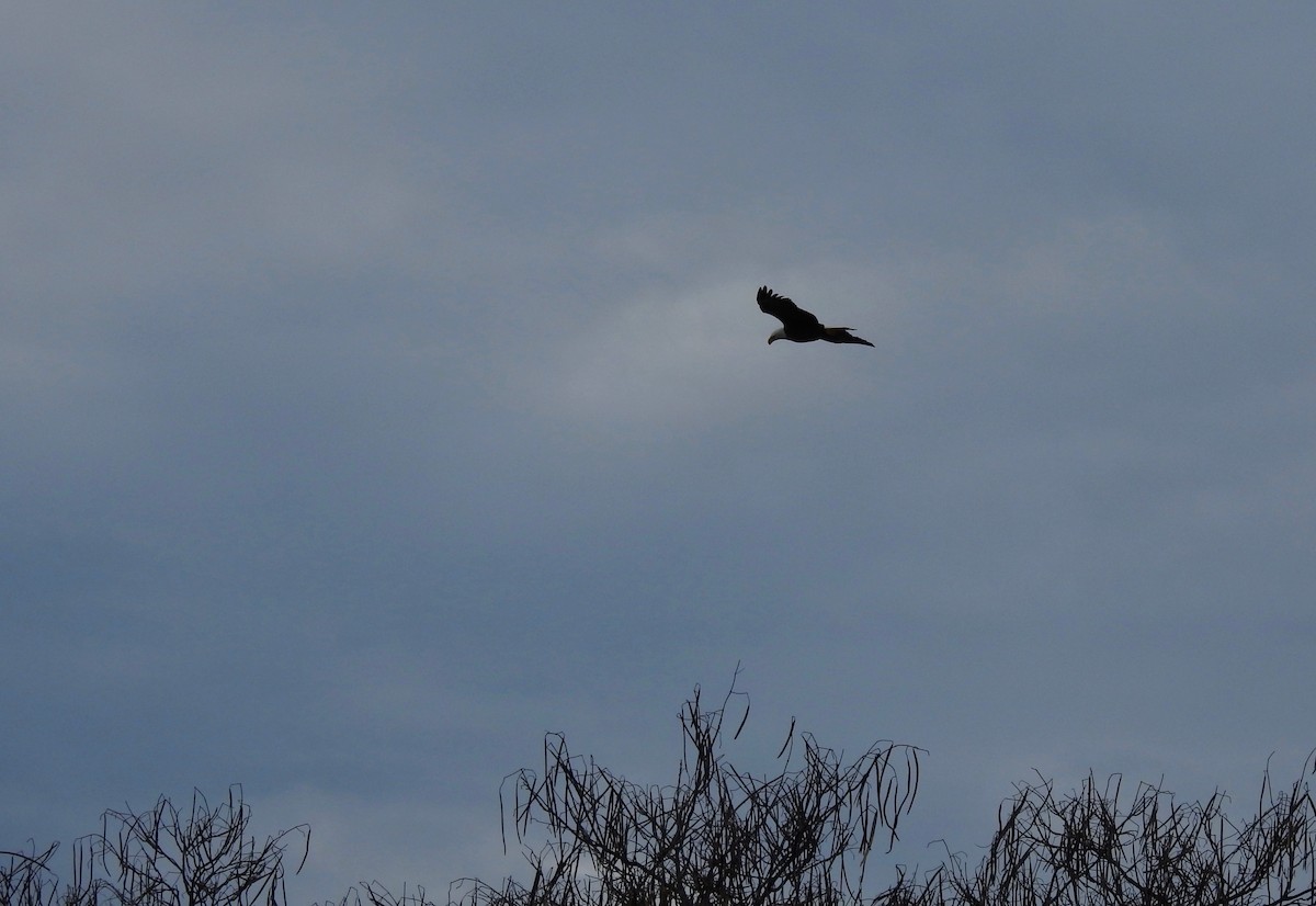 Weißkopf-Seeadler - ML615190745