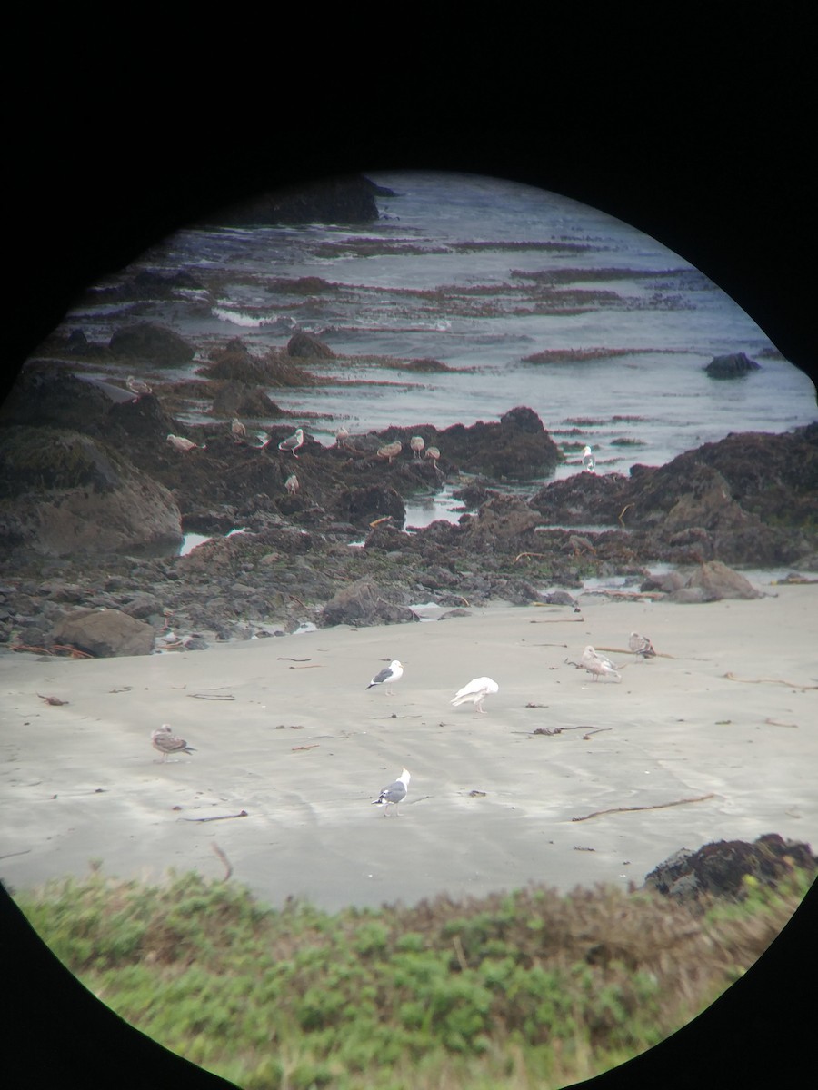 Glaucous Gull - ML615190756