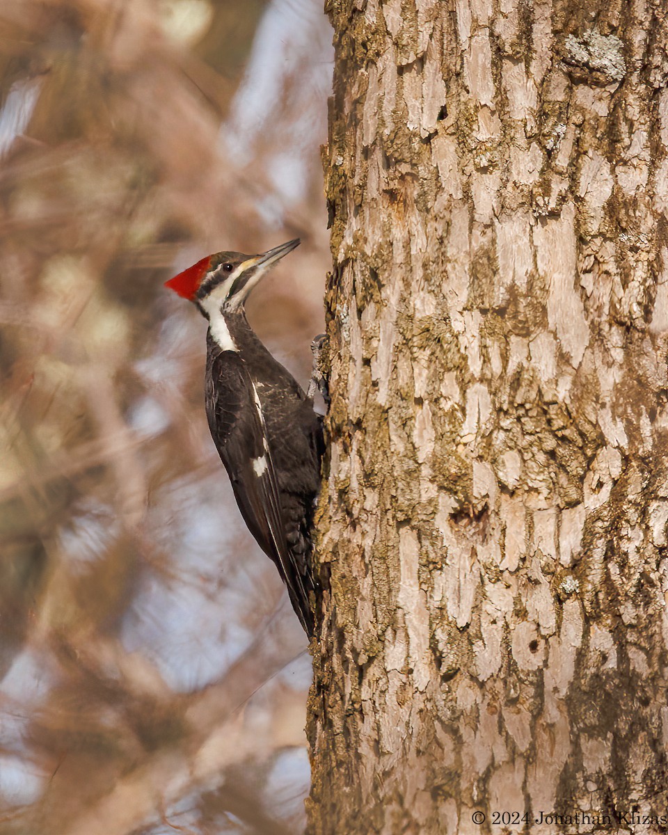 Pileated Woodpecker - ML615190779