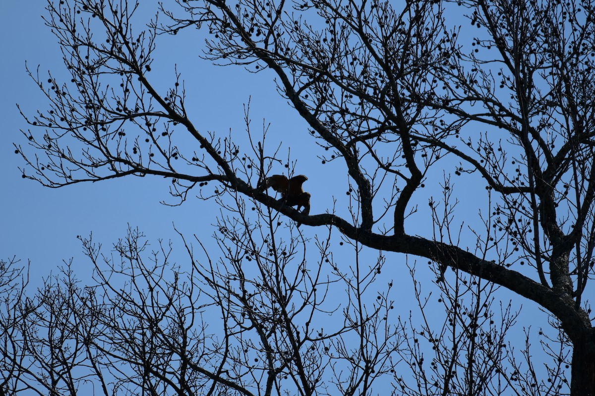 Red-shouldered Hawk - ML615190797