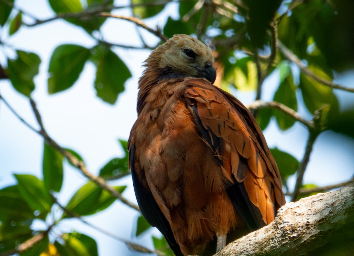 Black-collared Hawk - ML615190807