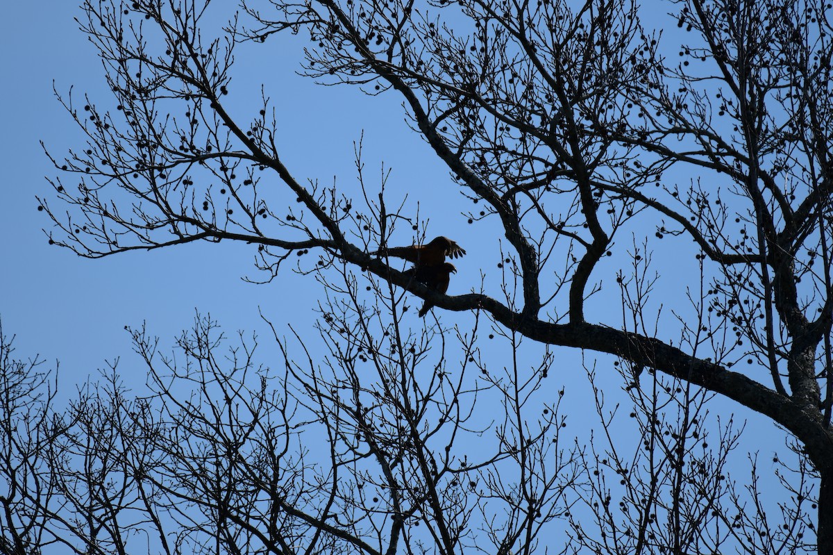 Red-shouldered Hawk - ML615190811