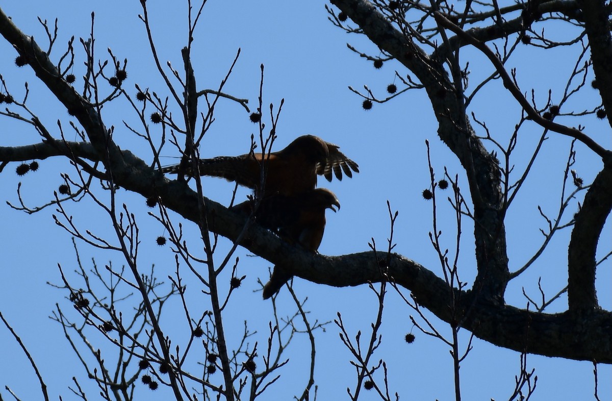 Red-shouldered Hawk - ML615190838