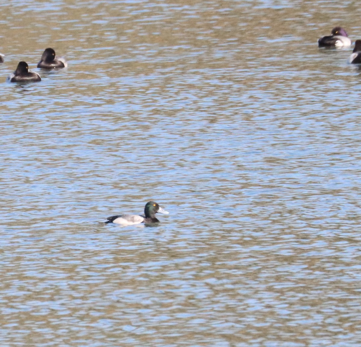 Greater Scaup - ML615190896