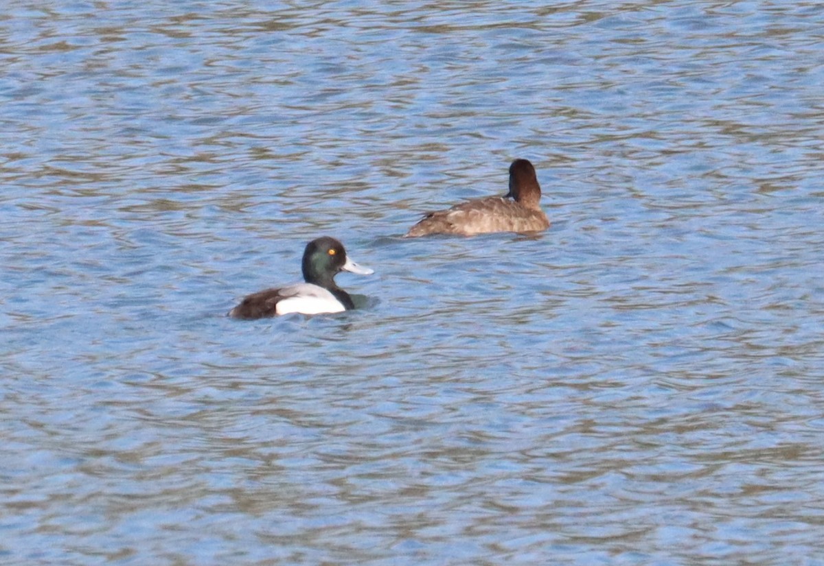Greater Scaup - ML615190899