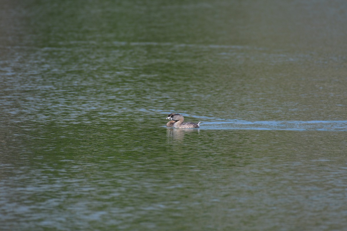 Pied-billed Grebe - ML615190913