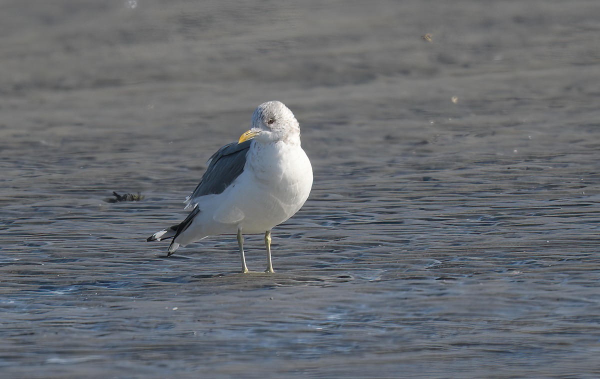 Common Gull (Kamchatka) - ML615190929