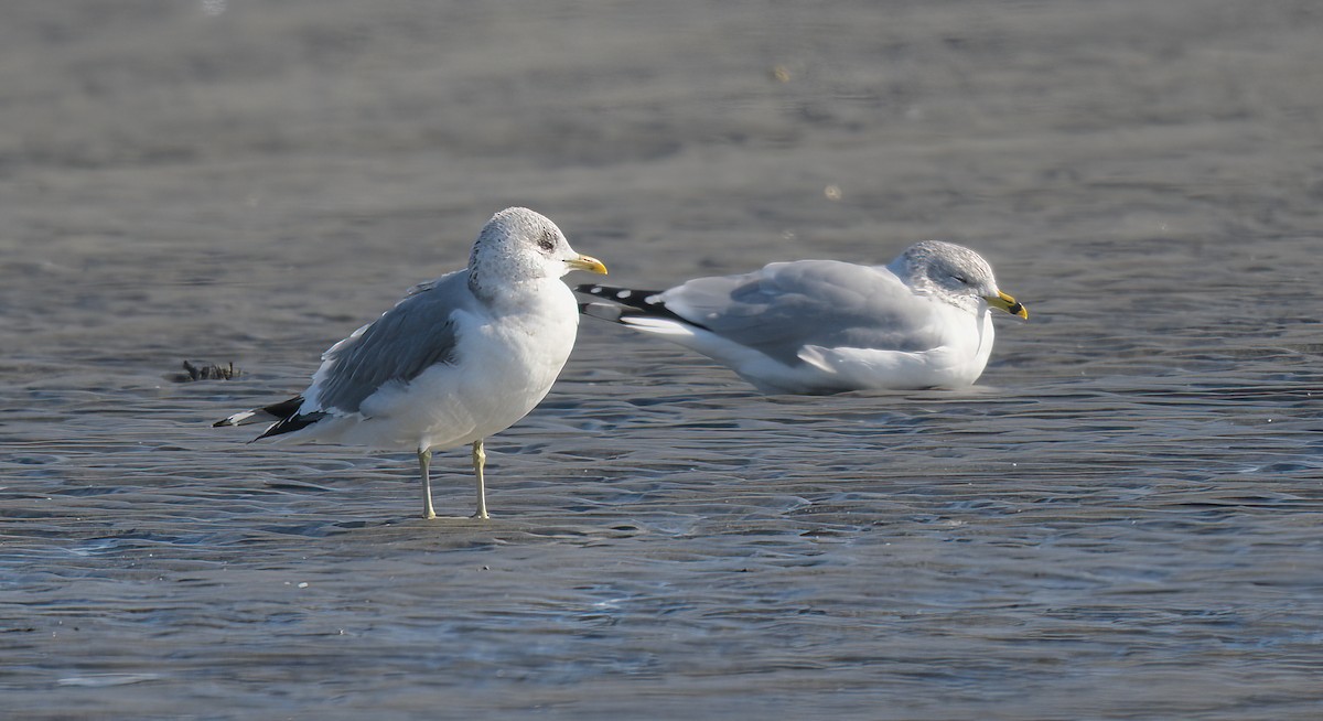 Common Gull (Kamchatka) - ML615190931