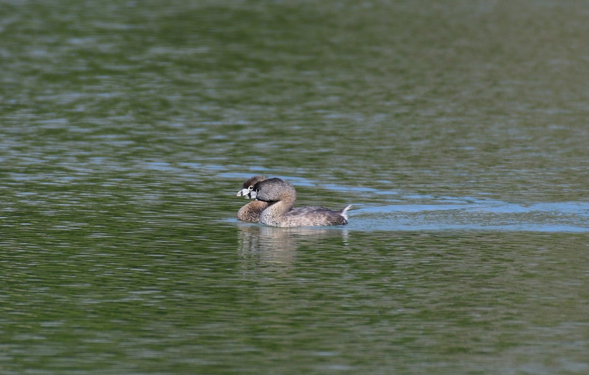 Pied-billed Grebe - ML615190944