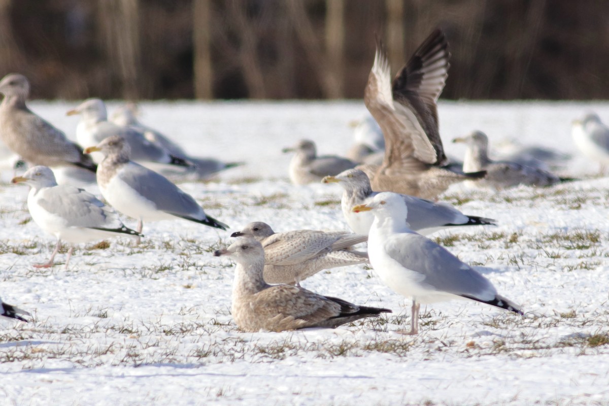 Gaviota Groenlandesa (kumlieni) - ML615190954