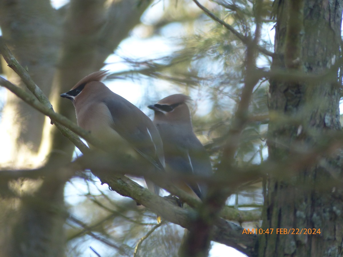 Cedar Waxwing - ML615190961